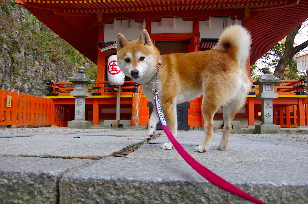 金字塔对决铁塔，金玟哉一锤定音，东方利剑刺穿巴黎夜空