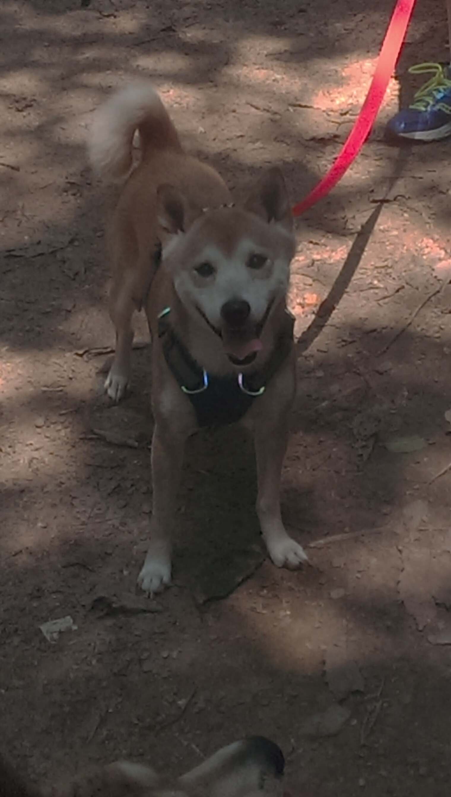 开云体育官方网站-阿拉巴的证明之战，巴西对阵瑞士，焦点中的焦点