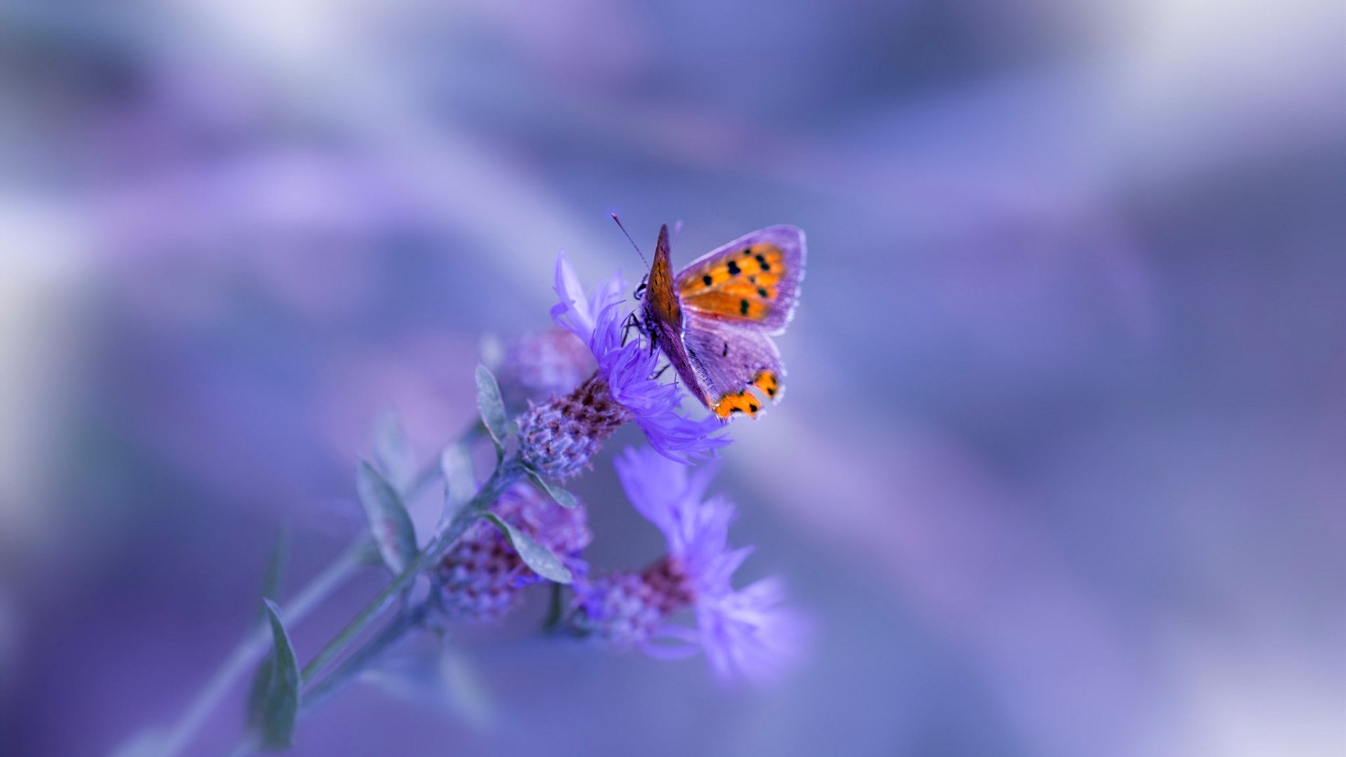 跨界狂想，当劳塔罗在NBA季后赛接管比赛，犹如瑞典速胜巴西般的奇迹